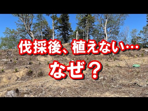 違法木材取引は後を絶たない?