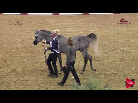 N 4 AWSS LEMBARAK   2019 Al Shaqab Arabian Horse Show Festival   Colts 2 Years Old Class 1A