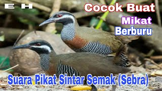 Download lagu Suara Sintar Semak/Rawa(sebra) Cocok Buat Mikat Dan Hunting mp3 Download lagu Suara Sintar Semak/Rawa(sebra) Cocok Buat Mikat Dan Hunting mp3