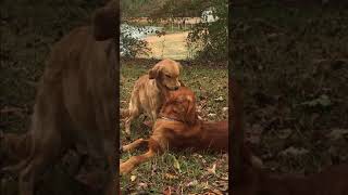 Video preview image #1 Golden Retriever Puppy For Sale in SANFORD, NC, USA