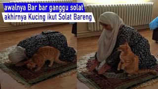 Download lagu Laughing! Disturbing prayer until scratching, finally the cat joins in praying together /compilation mp3