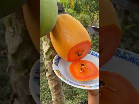 Papaya viral #papaya