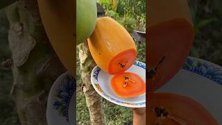 Download lagu Papaya viral #papaya mp3 Download lagu Papaya viral #papaya mp3