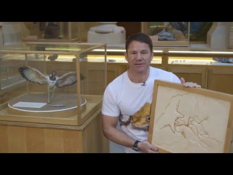 From dinosaur to bird