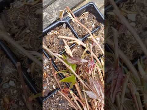 wilder Wein stäklinge, wen die andern schneiden ist die beste Zeit velche zu machen