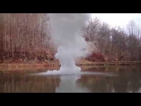 ピラミッド型ポプラ、柱状ポプラ 植物