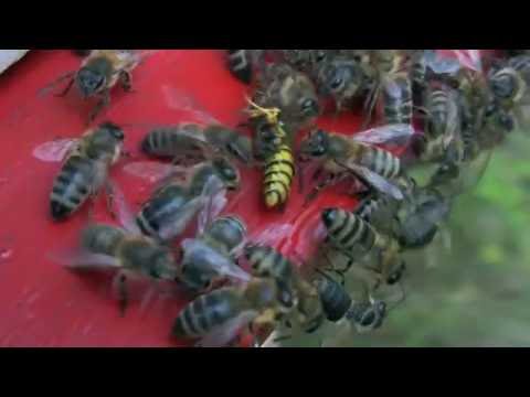 , title : 'Méhek vs Darazsak (Honey bees vs wasps)'