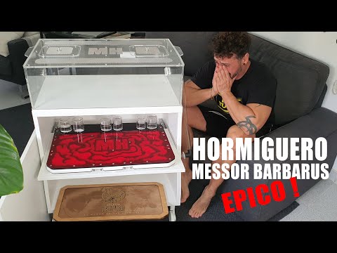 image-Where is homehormigueros located?