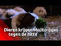 De kinderboerderij in Oss zorgt goed voor de dieren met deze warmte.