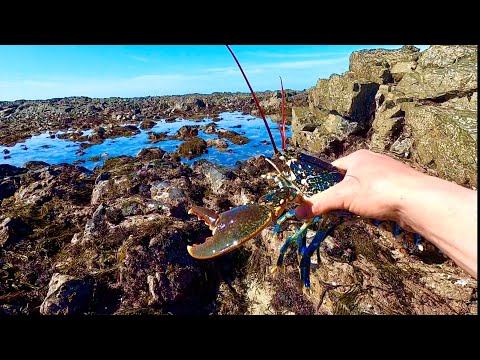 Big Lobsters & Abalone on the Extreme Low Tide ! Coastal Foraging - Catch & Cook