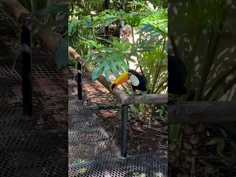 Os Tucanos no Parque em Foz do Iguaçu #valmirpaesdesignfloral #aves