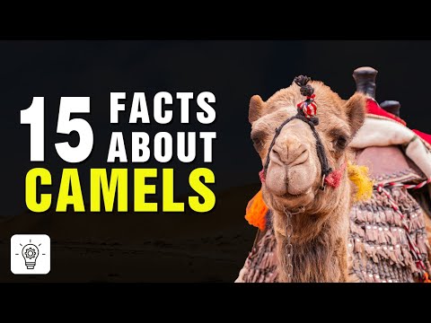 Top 15 Amazing Facts About Camels - Interesting Facts About Camels