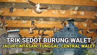 Download lagu TRIK JITU MENARIK PERHATIAN BURUNG WALET DI JALUR LINTASAN mp3 Download lagu TRIK JITU MENARIK PERHATIAN BURUNG WALET DI JALUR LINTASAN mp3