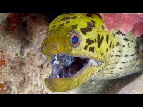Coral Triangle Critters – 6 - scuba diving video