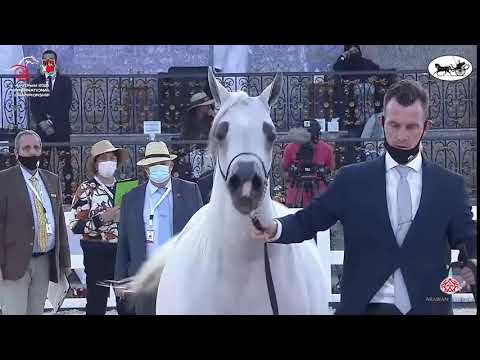 N 109 FAI AL HAWAJER   Abu Dhabi International Arabian Horse Championship 2021   Mares 4 6 Years Old