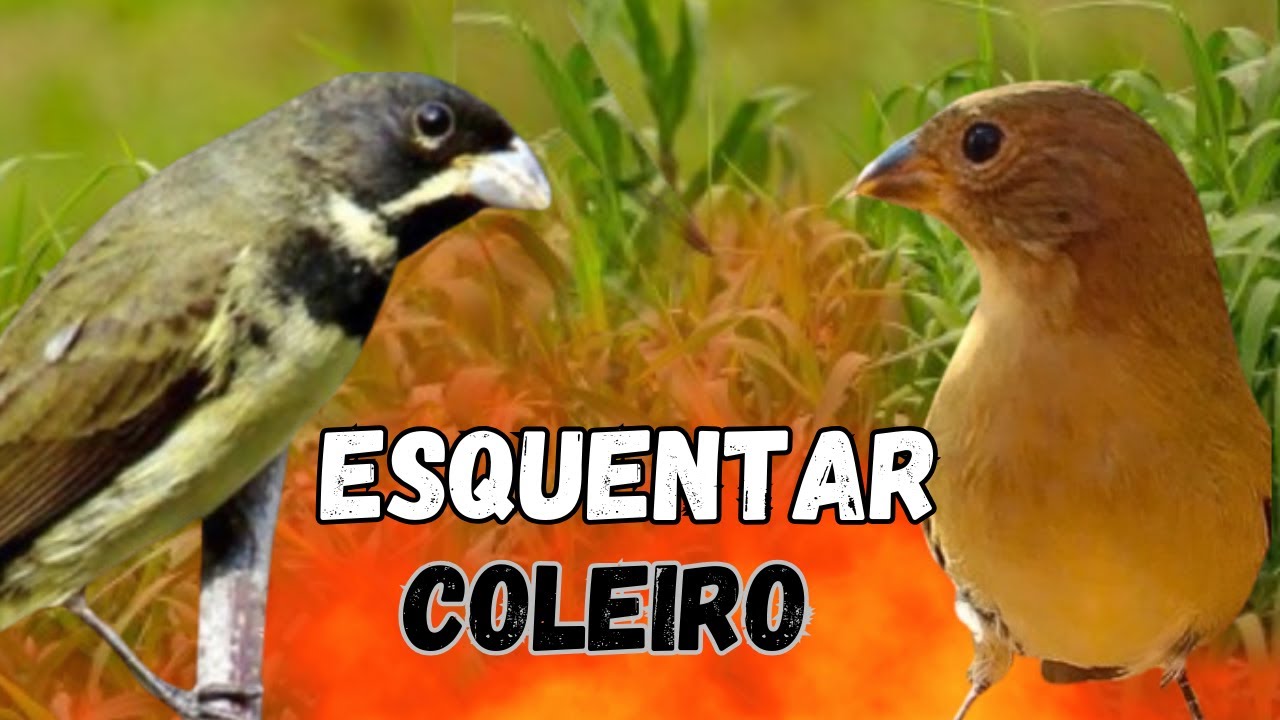 COLEIRO TUI TUI PURO COM PIADO DE FÊMEA DE COLEIRO ESQUENTAR COLEIRO E ENCARTE  DE COLEIRO TUI TUI 💚