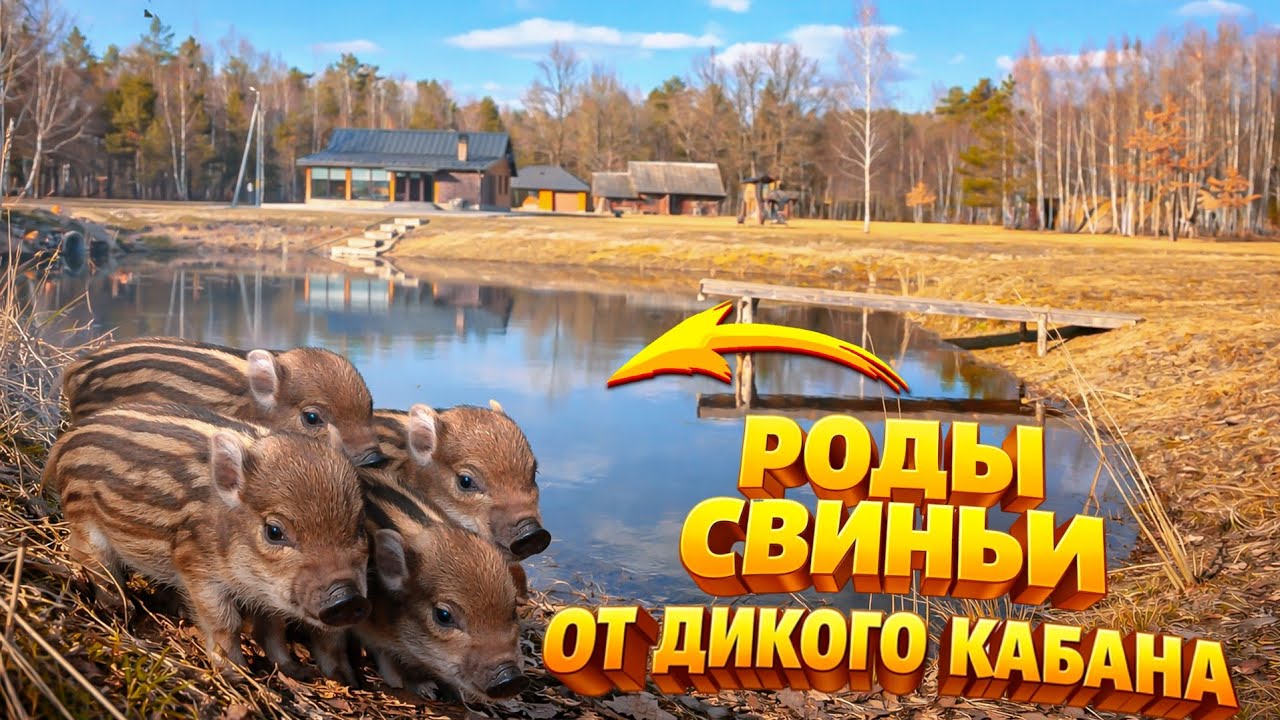 ПОРОСЯТА от ДИКОГО КАБАНА. Курица отжала будку у собаки. Грядки за тарелку ты