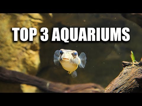 MY TOP 3 AQUARIUMS