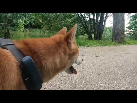 Mit Yoshi on Tour - Lauingen (Donau)