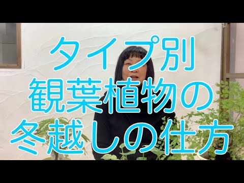 植物は冬の覆いの下で水をやるべきですか？はい、いいえ!  庭園