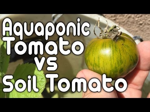 Aquaponic Tomato vs Soil Tomato