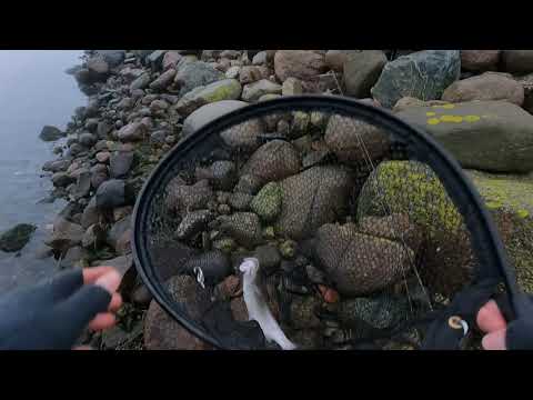 Havørred på Ærø – Flotte vinterfisk!