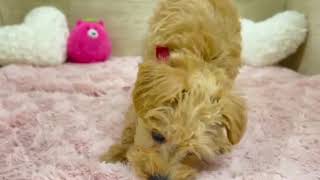 ハーフ犬の動画01