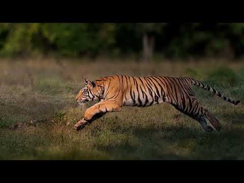 How tiger run || How tiger see the world || How tiger eats Updated 2022