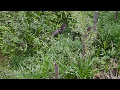 LA STEJARI - GORJ A REAPĂRUT VIDRA ! (Imagine: Ionel Cilica-DEACONU)