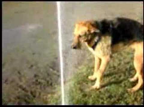 Louis CK's stupid dog