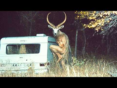 Top 10 Unexplained Discoveries Made By Park Rangers in Remote Areas