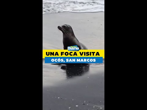 😍 UNA FOCA NOS VISITA 🦭🌊🏝️