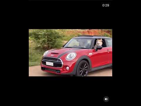 Pranitha & Blu hopping on the Pawri trend