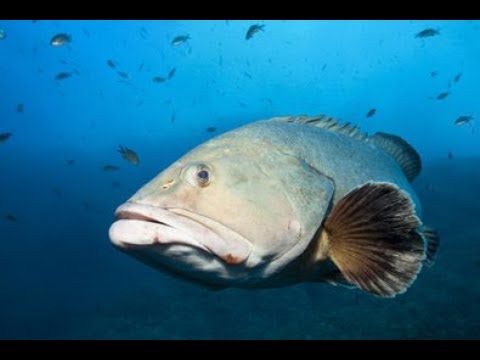 [NEU!] Expedition Mittelmeer (1/5) Mythen [Dokumentarfilm HD]