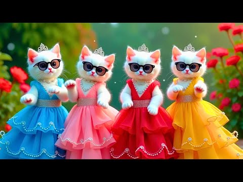 बिल्ली डांस | Cutest Cat videos funny dance🤣💃Videos for cats #funny #dancingcat #cat @Meow_cat99