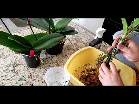 ANOTHER REPOTTING  SESSION! 🥰🥰