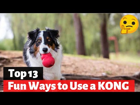How To Use Kong Dog Toy | Everything About The BEST Dog Toy