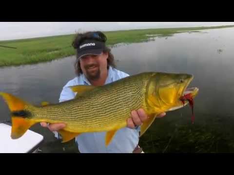 Golden Dorado in Argentina's Wetlands Preview