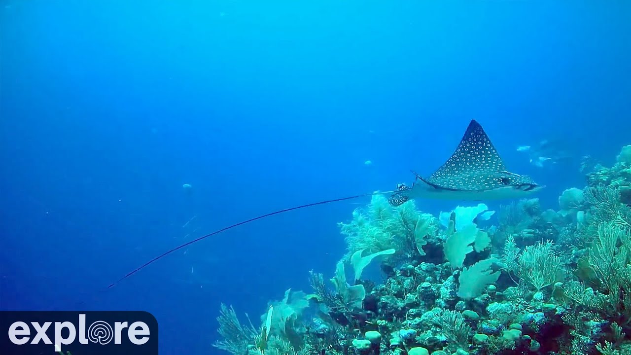 Utopia Village — Belize Coral Reef Underwater live webcam