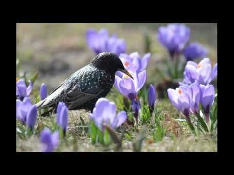 Laul surnud linnust | Song of a dead bird