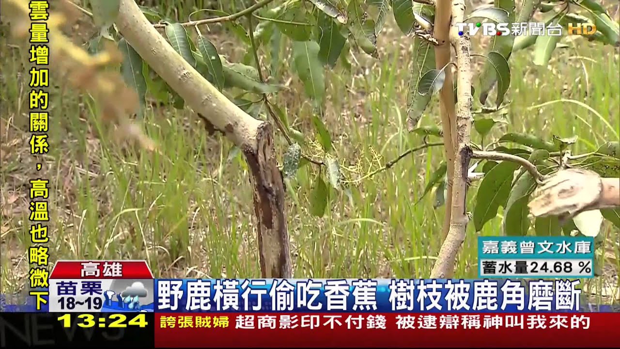 ​久旱不雨鹿現蹤　田寮果園被偷吃破壞