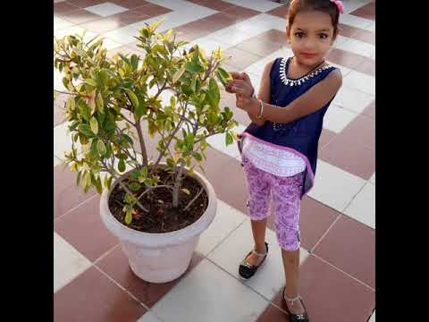 Happy Birthday  YASHVI