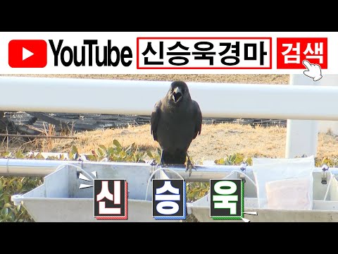 2/7-부산경마예,새벽조교