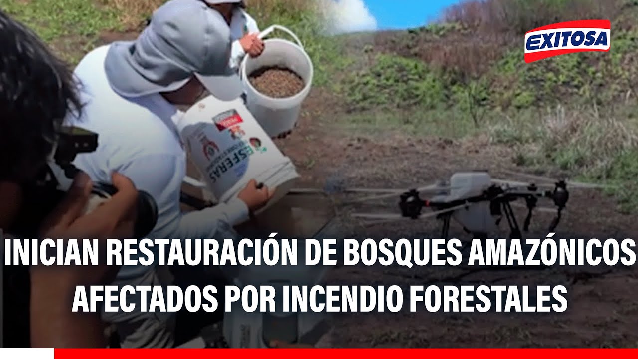 🔴🔵 Inician restauración de bosques amazónicos afectados por incendio forestales