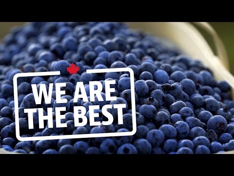 80 million pounds of blueberries all from one farm | We Are The Best