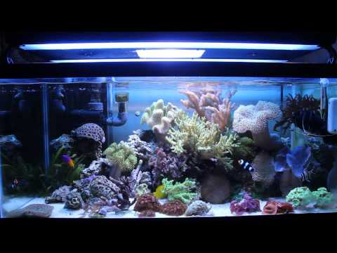 40 Gallon Soft Coral Reef Tank