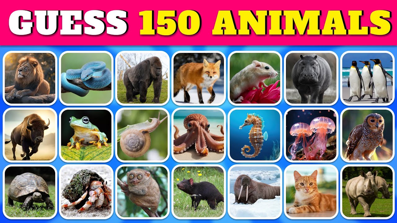 Guess 150 ANIMALS...! 🐶🐱 | Guess The Animal in 5 Seconds | Quiz Rainbow