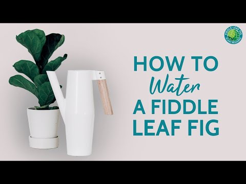 download lagu mp3 mp4 Fiddle Leaf Fig Tree How Much Water, download lagu Fiddle Leaf Fig Tree How Much Water gratis, unduh video klip Fiddle Leaf Fig Tree How Much Water