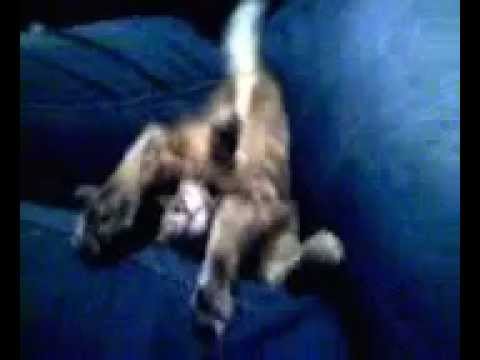 YOU WON'T BELIEVE WHAT THIS CAT DOES!