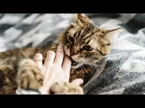 Why Do Cats Attack Their Owners? - Unknown Facts